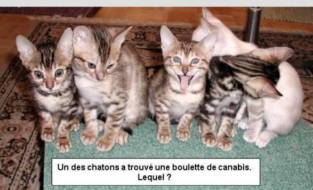 tu fume sa tue