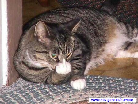 chat naiveut