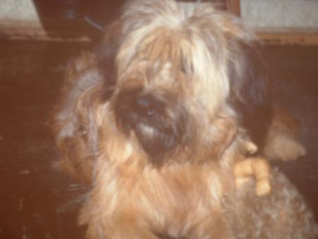 mon chien